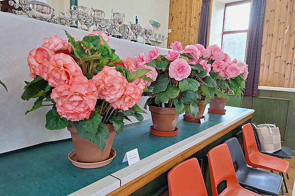 Flower display